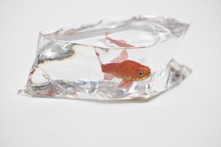 【新宿高島屋】新進気鋭のアーティストの作品約20点を