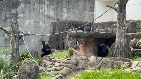 【業界初】犬の皮膚科専門病院がゴリラの採食エンリッ
