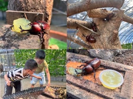 見て！触って！楽しめる！「カブトムシハウス」開催【