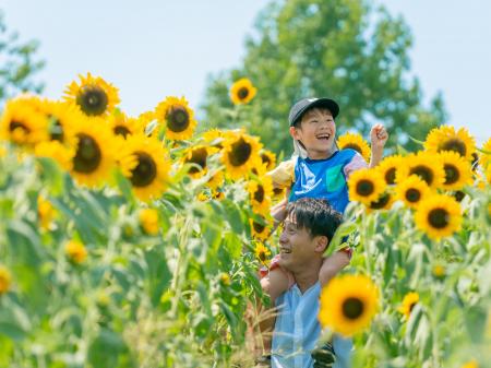 【8月開花予想】夏風に揺れる、ひまわりの丘～7万本の