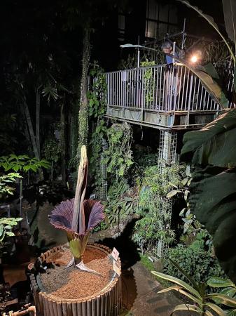 【国立科学博物館 筑波実験植物園】世界で最も大きな