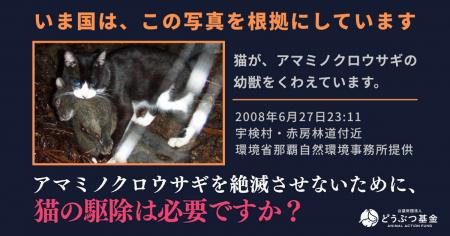 アマミノクロウサギは猫の駆除前からすでに5倍に増加― アマミノクロウサギは猫の駆除前からすでに5倍に増加―