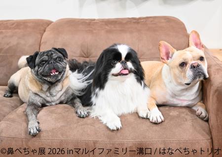 フレブルやパグなど“鼻ぺちゃ犬”の作品・グッズutf-8 フレブルやパグなど“鼻ぺちゃ犬”の作品・グッズutf-8