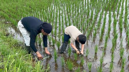 【千葉県東金市×探究学習】田植え、草取り、生きもの