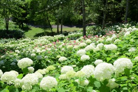 【爽やかな純白のアジサイ！】丘一面のアナベルが見頃