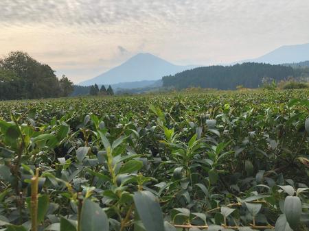 世界初！高機能植物ポリフェノールを豊富に含むシナレ