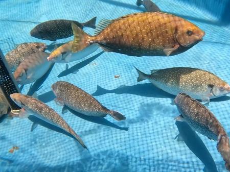 海藻を食べ尽くす