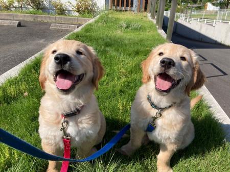 【大募集中！】子犬を育てるボランティア！日本介助犬