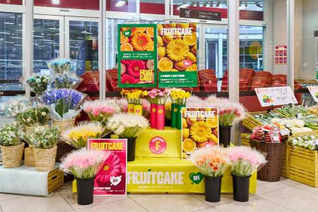 デュメンオレンジ、ヤオコー161店舗で無花粉ガーベラ