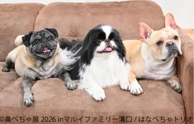 フレブルやパグなど“鼻ぺちゃ犬”の作品・グッズが大集 フレブルやパグなど“鼻ぺちゃ犬”の作品・グッズが大集