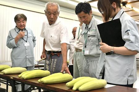 江戸時代から高槻で栽培される「服部越瓜(しろうり) 江戸時代から高槻で栽培される「服部越瓜(しろうり)
