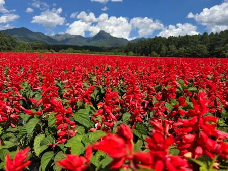 10haの花畑「YATZ GARDEN（ヤッツガーデン）」サルビ