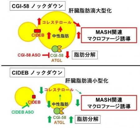2つの脂肪滴タンパクが脂肪肝炎を制御する~新たな治 2つの脂肪滴タンパクが脂肪肝炎を制御する~新たな治