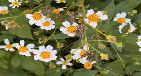 管理栄養士が商品開発に協力、喜界島の「ひっつき虫」