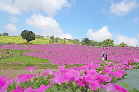 マザー牧場に桃色の絶景が登場！2万株の花が咲く『桃