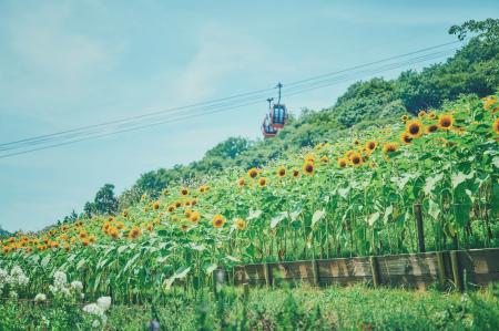 “夏の名物風景”神戸布引ハーブ園の「ひまわり畑」が間