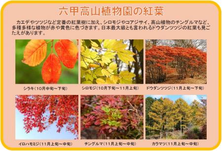六甲高山植物園 市街地より一足早い秋の訪れ 紅葉見頃