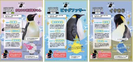 【応募総数２８，６０２件！】１９羽のコウテイペンギ