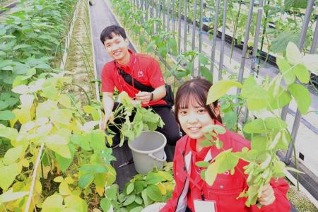 パパネッツ、障がいを持つ従業員が農園で育てた野菜を パパネッツ、障がいを持つ従業員が農園で育てた野菜を