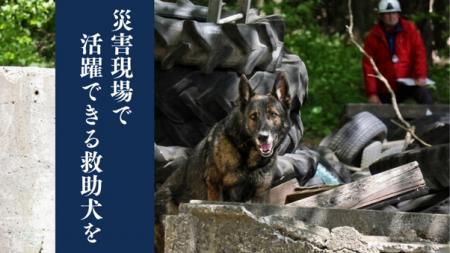救助犬訓練士協会（RDTA）が、国際基準の救助犬育成と