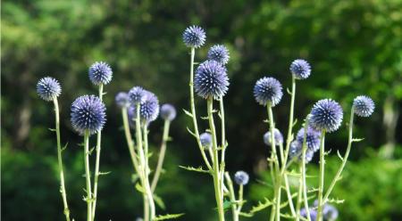 六甲高山植物園 絶滅が危惧される貴重な花「ヒゴutf-8