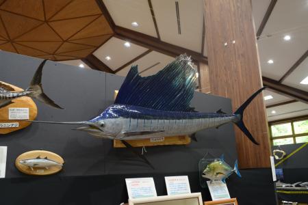 レアな深海魚や危険な魚がいっぱい！魚魚展開催中！【