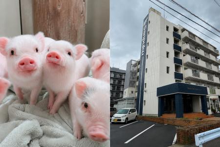 松山市でマイクロブタ・大型犬と暮らせる賃貸マンショ 松山市でマイクロブタ・大型犬と暮らせる賃貸マンショ