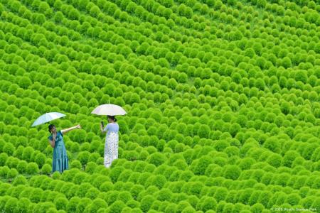 グリーンコキアで、夏だけのフォトタイム(国営ひたち グリーンコキアで、夏だけのフォトタイム(国営ひたち