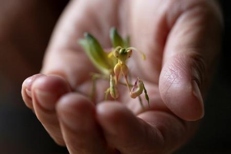 「京都・一休寺の植物をもとにうまれる、想像の『いき 「京都・一休寺の植物をもとにうまれる、想像の『いき