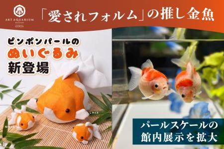 「愛されフォルム」の推し金魚！ まんまる可愛い“ピン