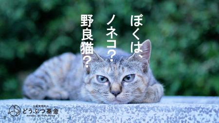 環境省「イエネコ,イヌ」掲載撤回へ どうぶつ基金が 環境省「イエネコ,イヌ」掲載撤回へ どうぶつ基金が
