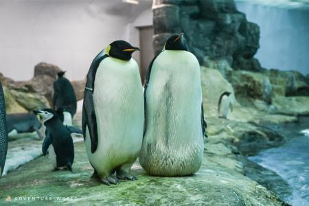 絶滅危惧種のコウテイペンギンの今シーズン初産卵を確 絶滅危惧種のコウテイペンギンの今シーズン初産卵を確