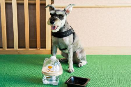 愛犬の