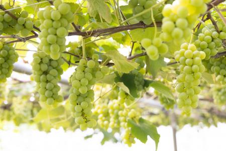 【JAF山形】JAFデー in 王将果樹園「ぶどう狩り体験」