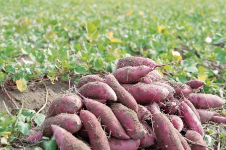【JAF石川】加賀野菜「五郎島金時」の収穫体験を楽し