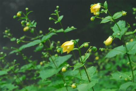 六甲高山植物園約3,000株の大群落 キレンゲショutf-8 六甲高山植物園約3,000株の大群落 キレンゲショutf-8