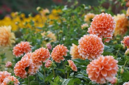 【好評につき秋も開催決定！】日比谷花壇×山形県 3町