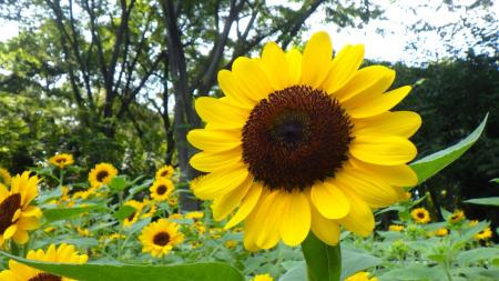 新宿中央公園　公園と美術館で！楽しむヒマワリ