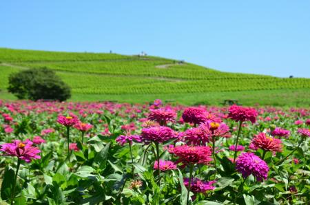 約35万本のジニアが織りなす花風景（国営ひたち海浜公