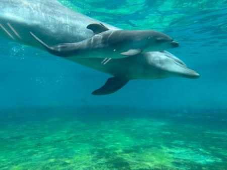 【沖縄美ら海水族館】バンドウイルカの赤ちゃんが誕生 【沖縄美ら海水族館】バンドウイルカの赤ちゃんが誕生