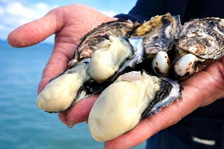 【能登復興を応援】奇跡の「七尾牡蠣」と地酒14種飲み