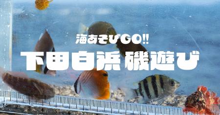 普段は入れない絶景磯場で磯あそび！下田白浜にて２日