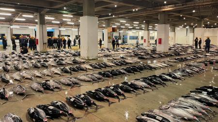 焼津の水産卸「海伸」× 日本料理つたの 9月2日に一夜