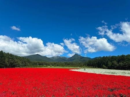 10haの花畑で1日の来場者数が1万人を突破!台風による 10haの花畑で1日の来場者数が1万人を突破!台風による