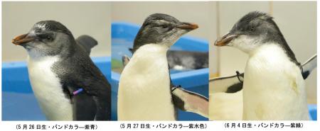 【仙台うみの杜水族館】ミナミイワトビペンギンのこど