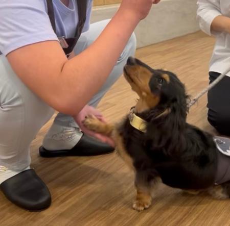 【こどもの休日の過ごし方】9/13出発 犬用アクセサリ