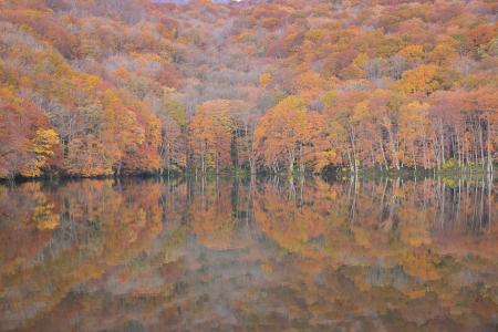 紅葉期の蔦沼周辺におけるオーバーツーリズム対策とし