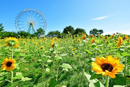 バラエティに富んだヒマワリたち、見頃を迎えました（