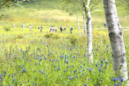 花暦の夏が終わり、湿原に大輪がひらく。花の名山・入 花暦の夏が終わり、湿原に大輪がひらく。花の名山・入