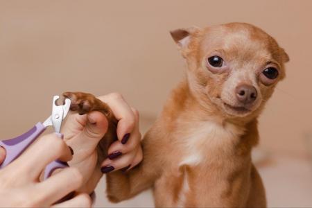 愛犬の爪切り|頻度は「1ヶ月に1回程度」が最多で64.0 愛犬の爪切り|頻度は「1ヶ月に1回程度」が最多で64.0